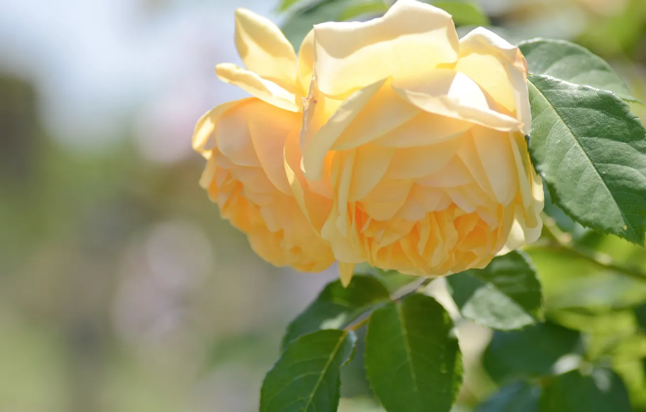 Фото обои листья, макро, розы, лепестки, жёлтые розы