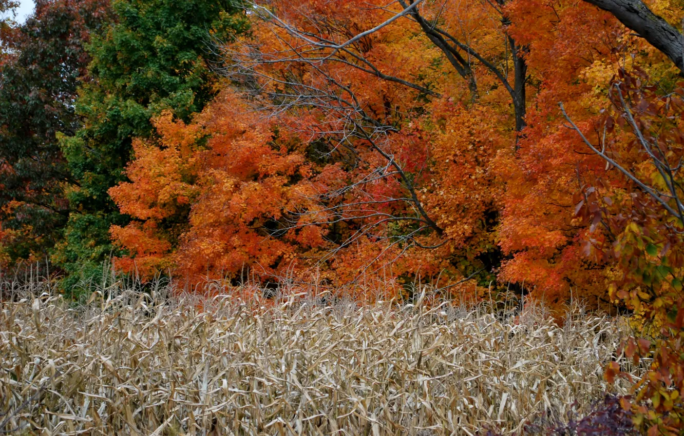 Фото обои поле, осень, деревья, colors, trees, field, Autumn, fall