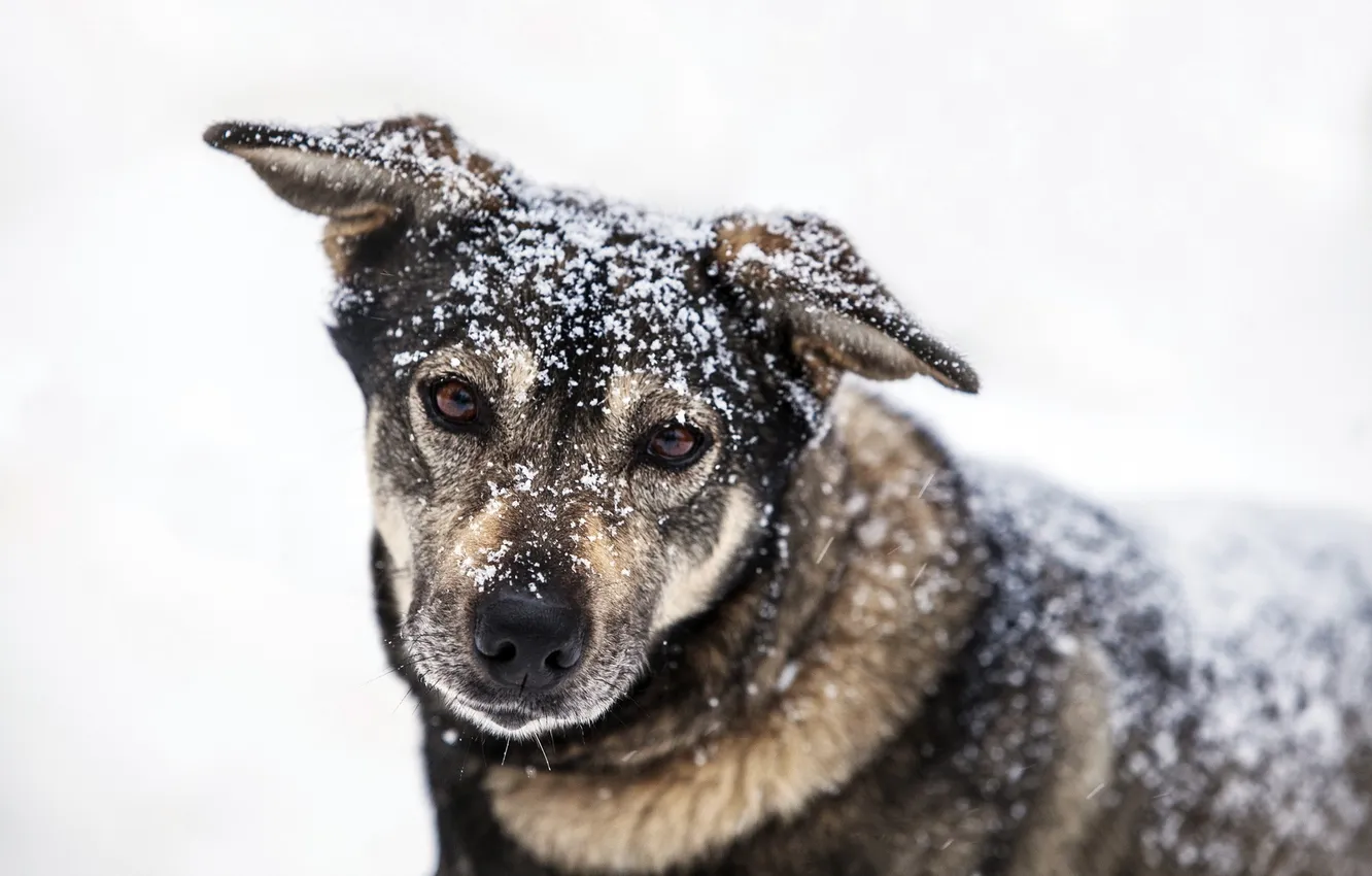 Фото обои взгляд, снег, собака
