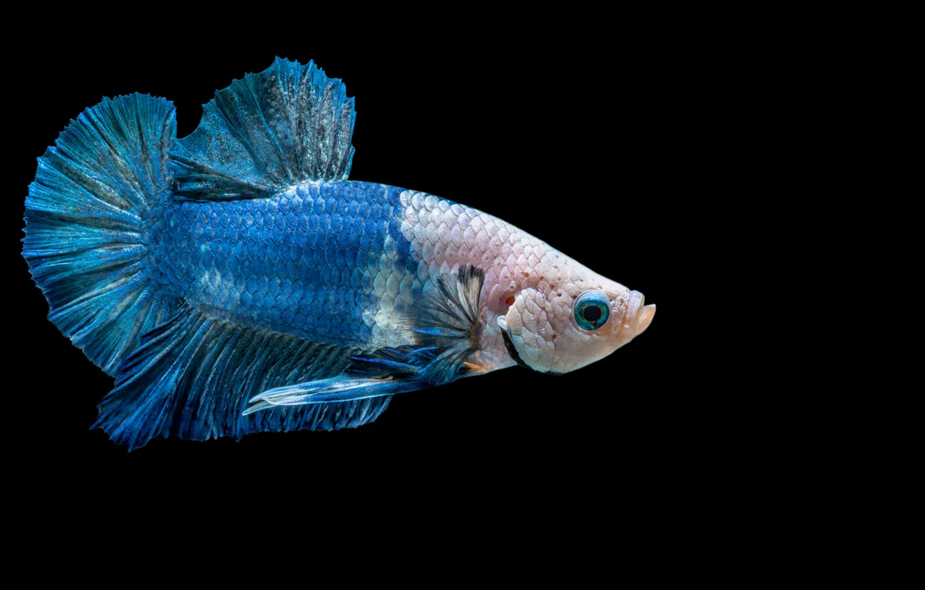Фото обои blue, fish, betta