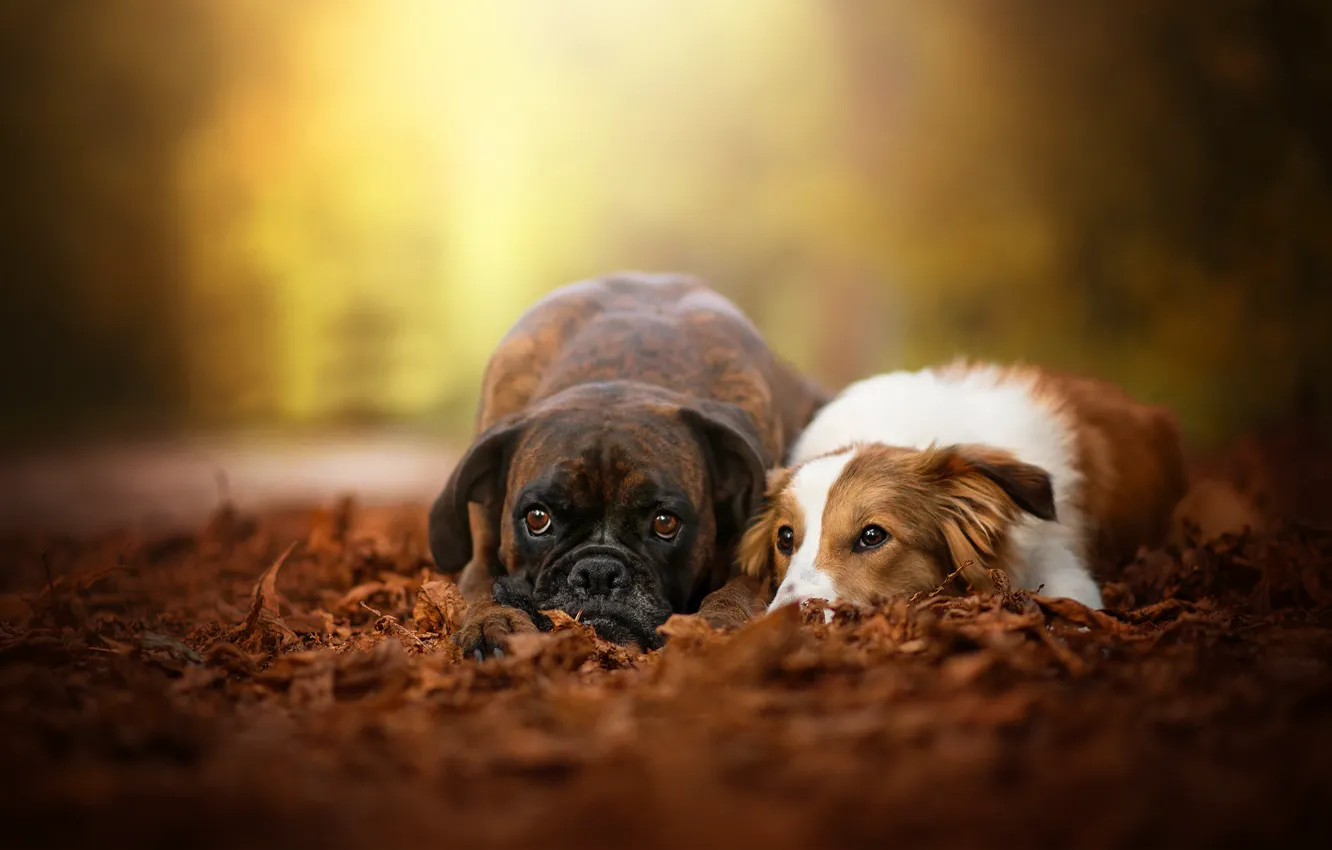 Фото обои осень, собаки, листья, пара, боке, две собаки, Боксёр