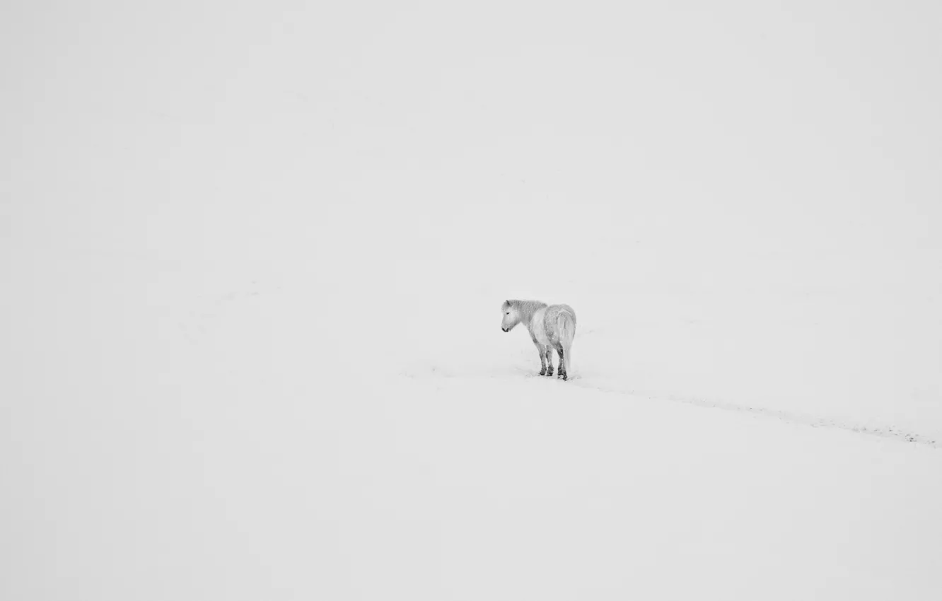 Фото обои winter, trail, horse, freeze, frost, snowing, whiteness