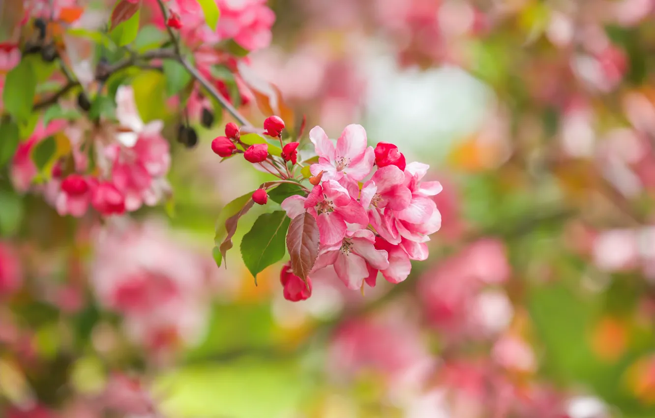 Фото обои макро, ветка, весна, яблоня, цветение, цветки, боке, бутончики