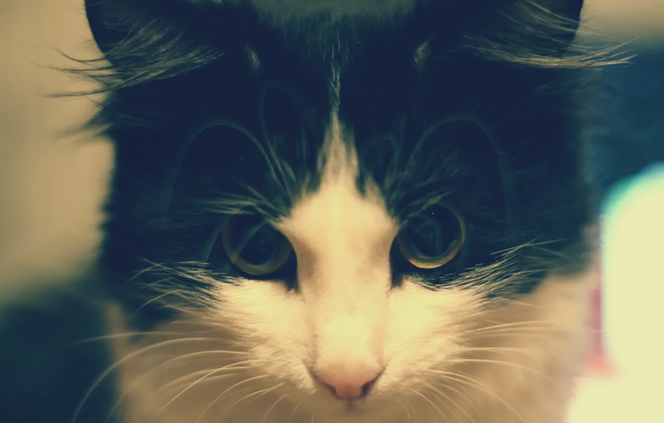 Фото обои взгляд, черно-белая, Кошка