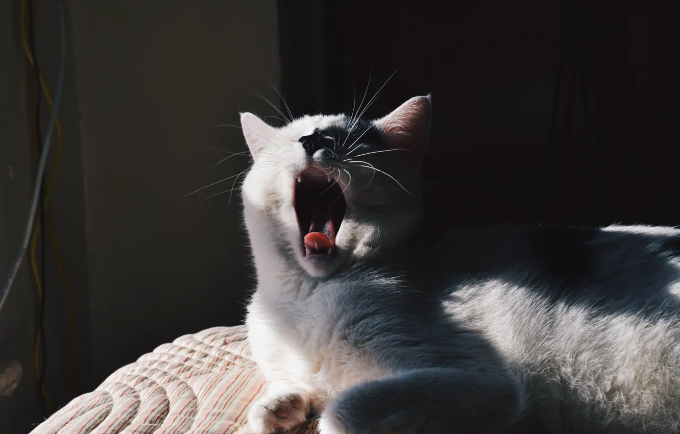 Фото обои белый, кот, зевает