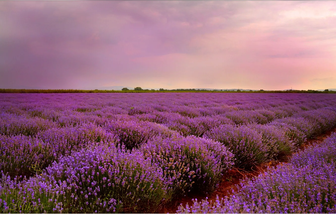 Фото обои Закат, Sunset, Lavender, Лавандовое поле