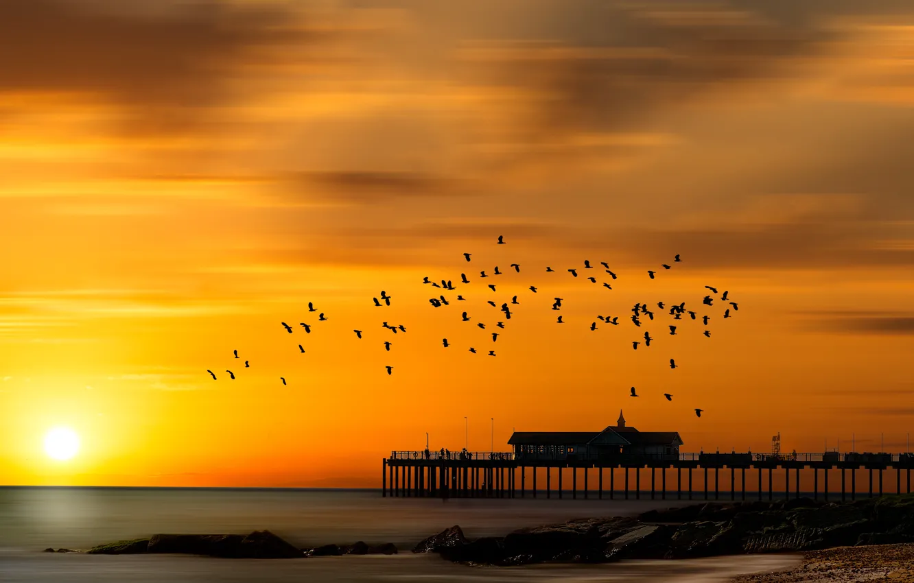 Фото обои море, птицы, ночь, мост