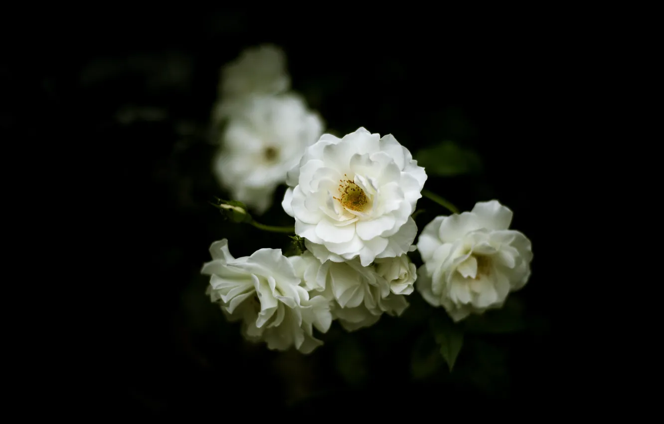 Фото обои цветы, розы, размытие, ветка, белые, черный фон