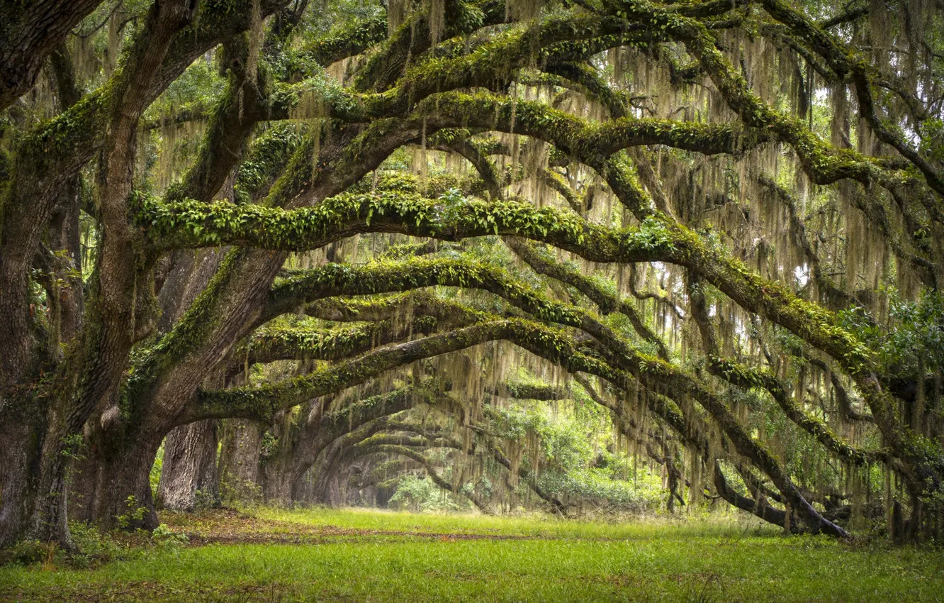 Фото обои деревья, Южная Каролина, США, аллея, дубы, штат, Чарльстон