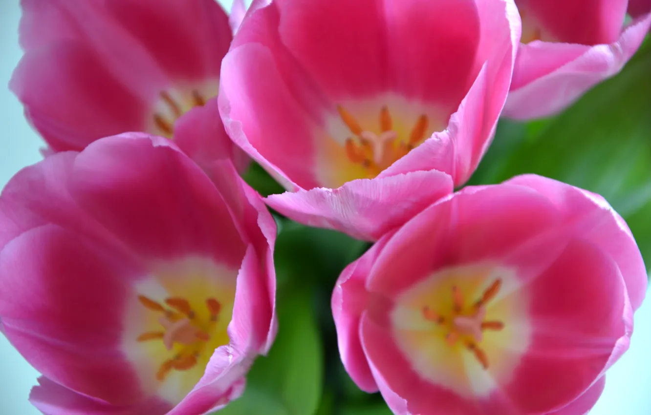Фото обои цветы, крупный план, розовый, весна, тюльпаны, ярко, бутоны, крупным планом
