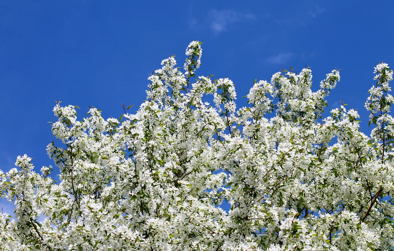 Фото обои белый, синий, весна, яблоня