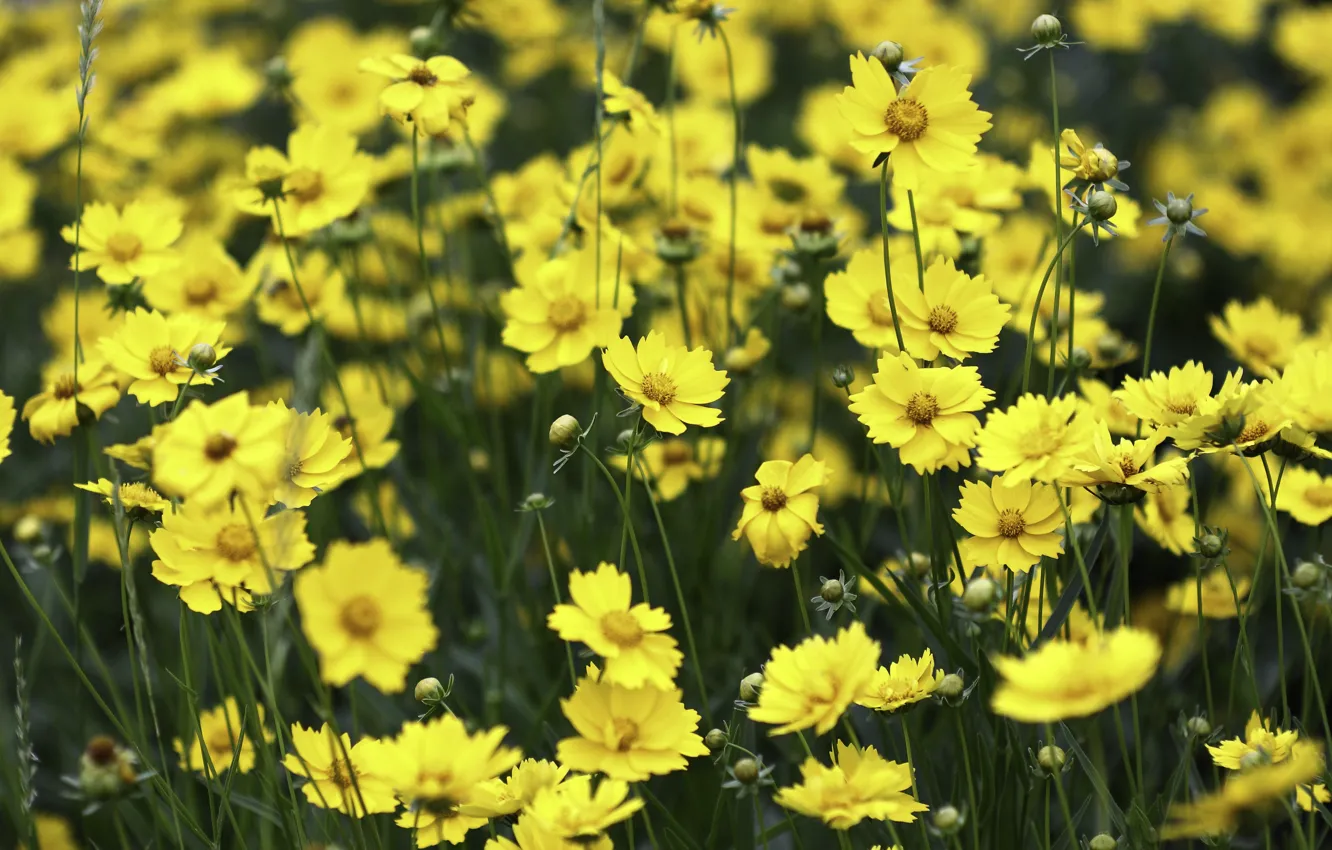 Фото обои поле, цветы, желтый, луг