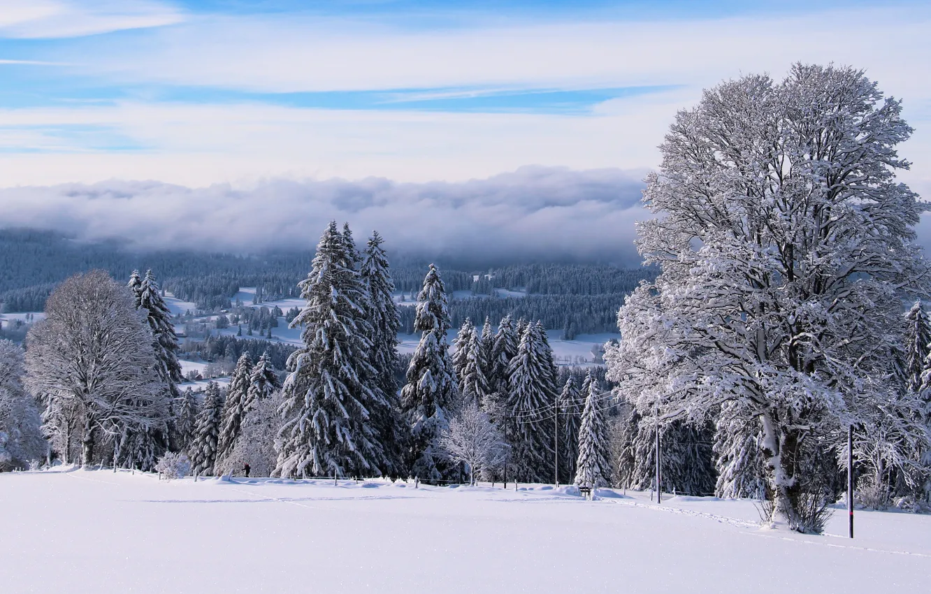Фото обои зима, иней, лес, небо, облака, снег, деревья, туман