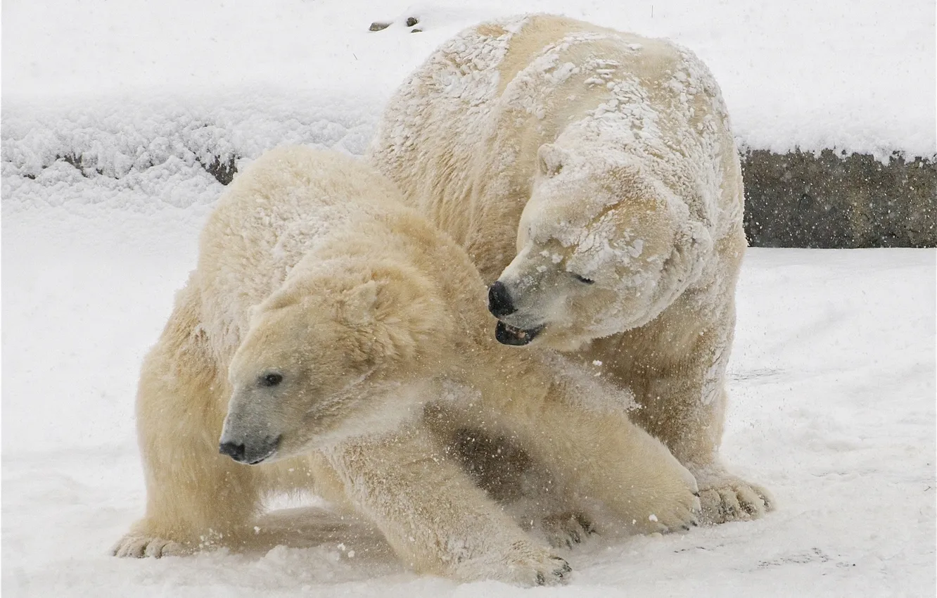 Фото обои зима, снег, белые медведи