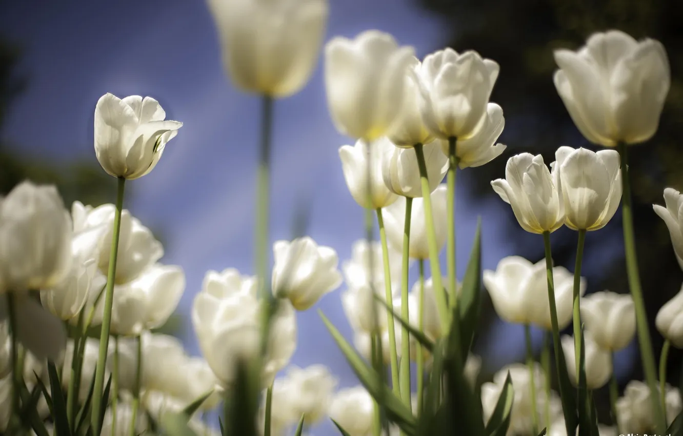 Фото обои цветы, весна, тюльпаны, белые