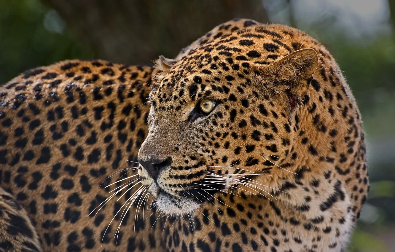 Фото обои хищник, пятна, леопард, профиль, дикая кошка, настороженность
