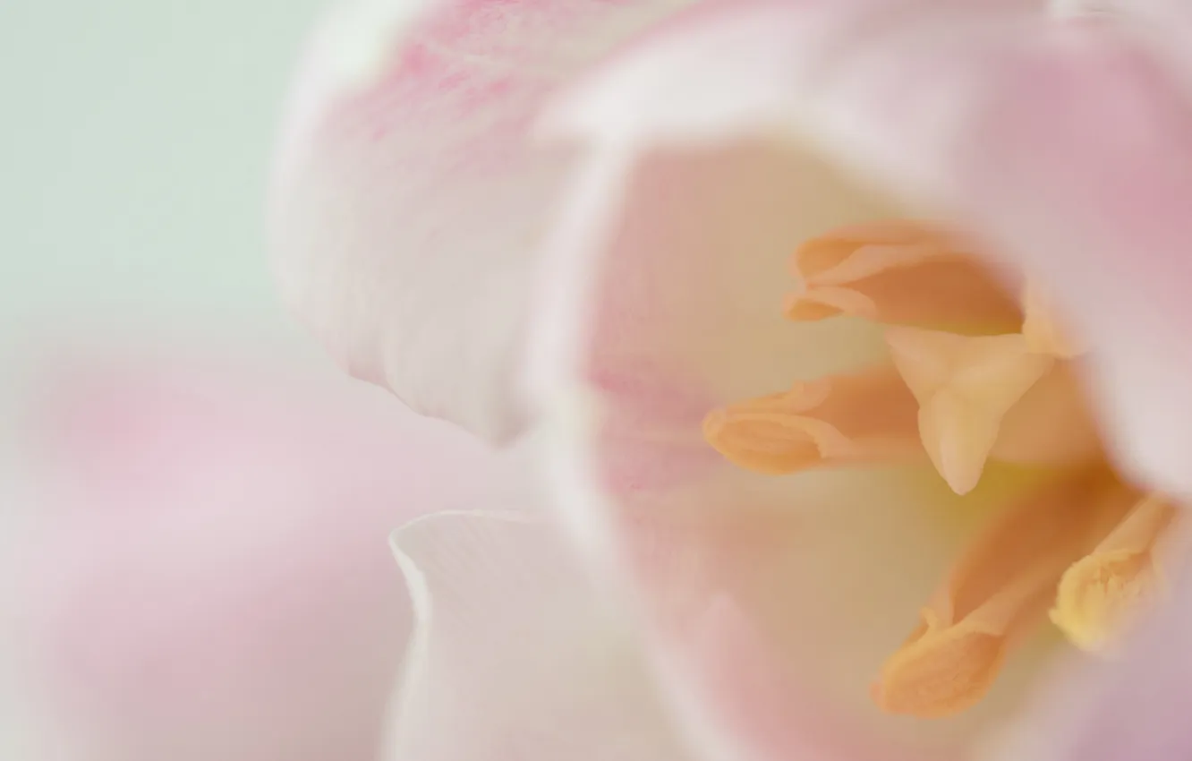 Фото обои цветок, макро, розовый, тюльпан