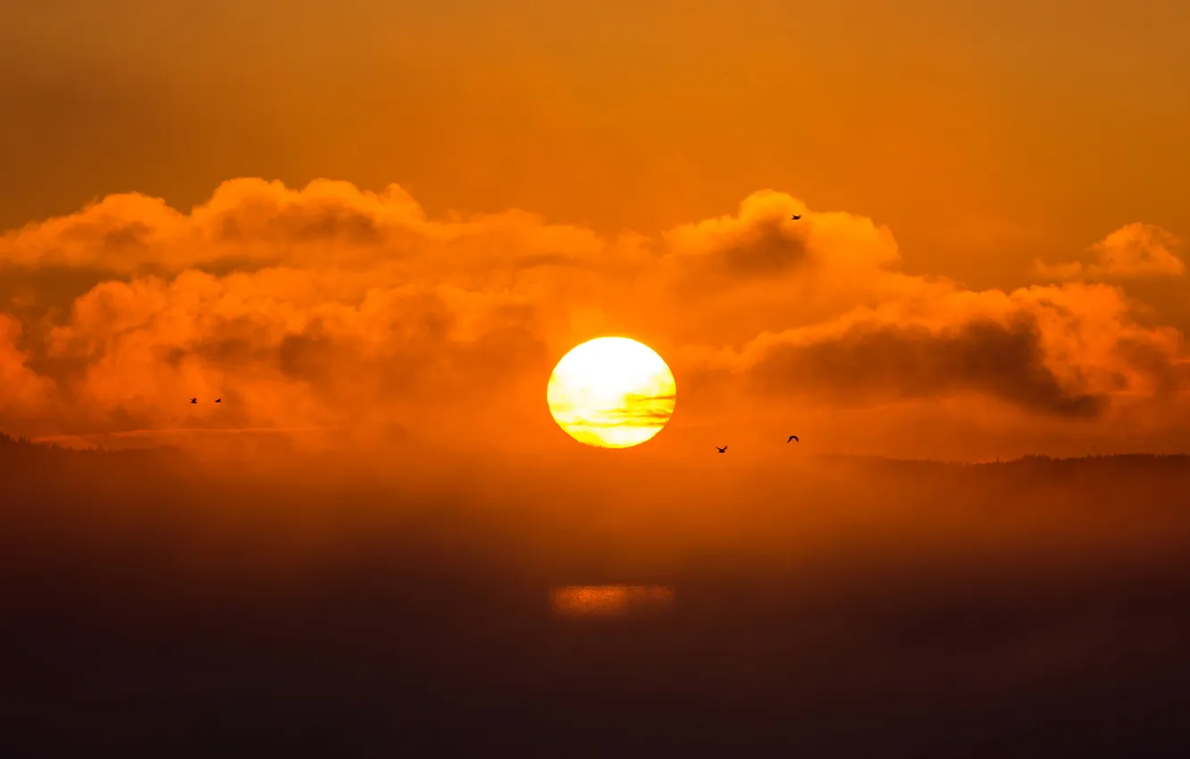 Фото обои облака, закат, птицы, огонь, оранжевое небо