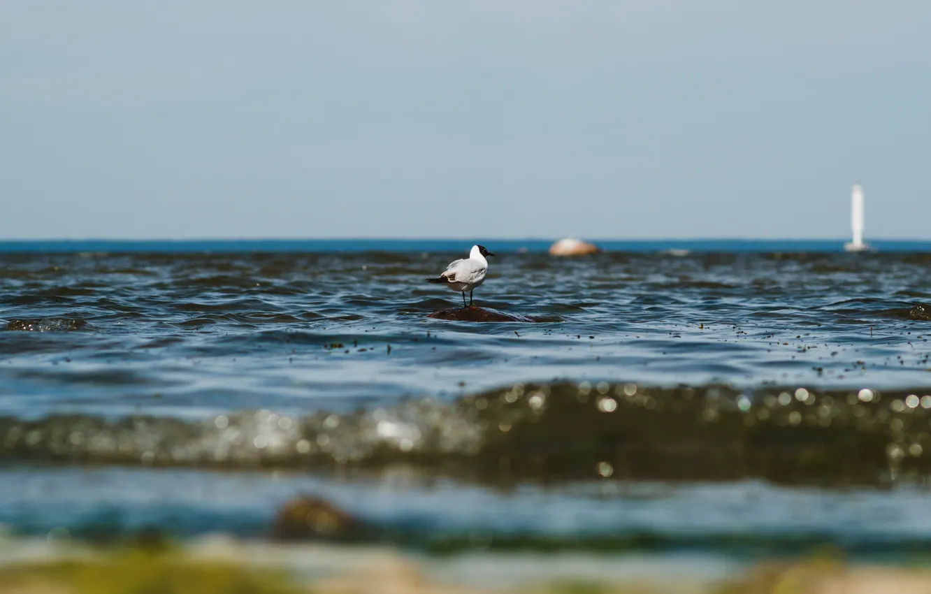 Фото обои море, камень, чайка, залив, финский, петербург