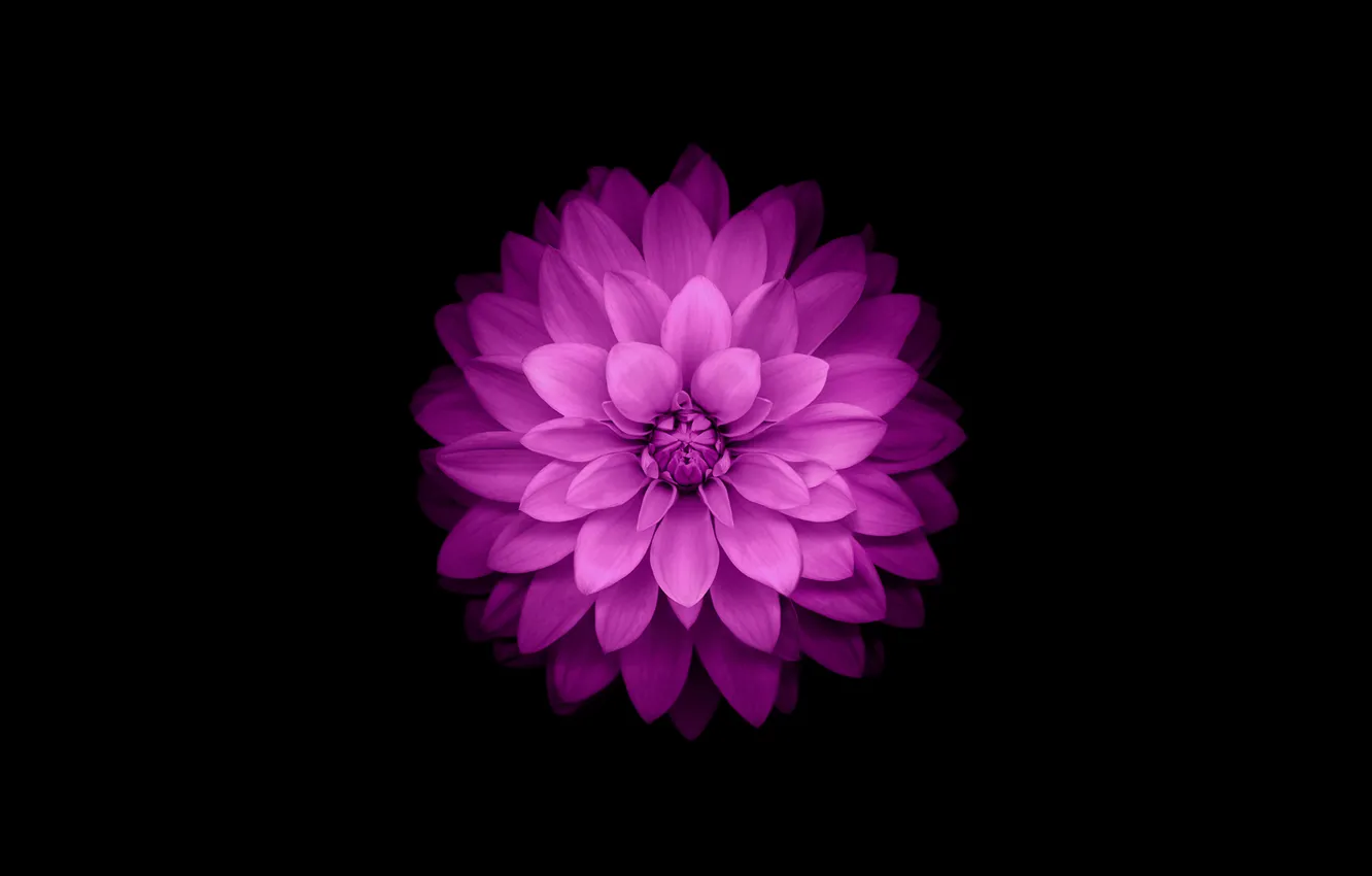 Фото обои цветок, фиолетовый, iphone, flower, айфон, ios8, iphone6