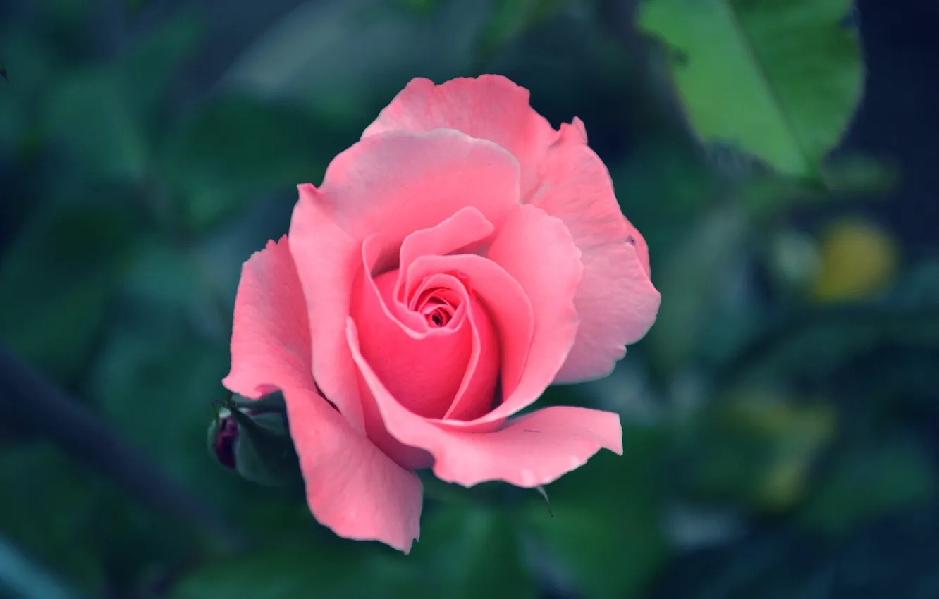 Фото обои цветок, фон, розовая, роза