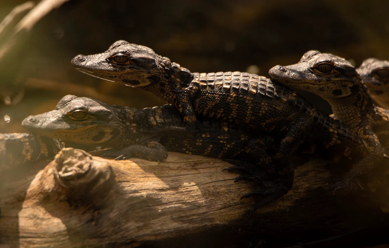 Фото обои крокодил, крокодилы, бревно, трио, детеныши, выводок, крокодильчики