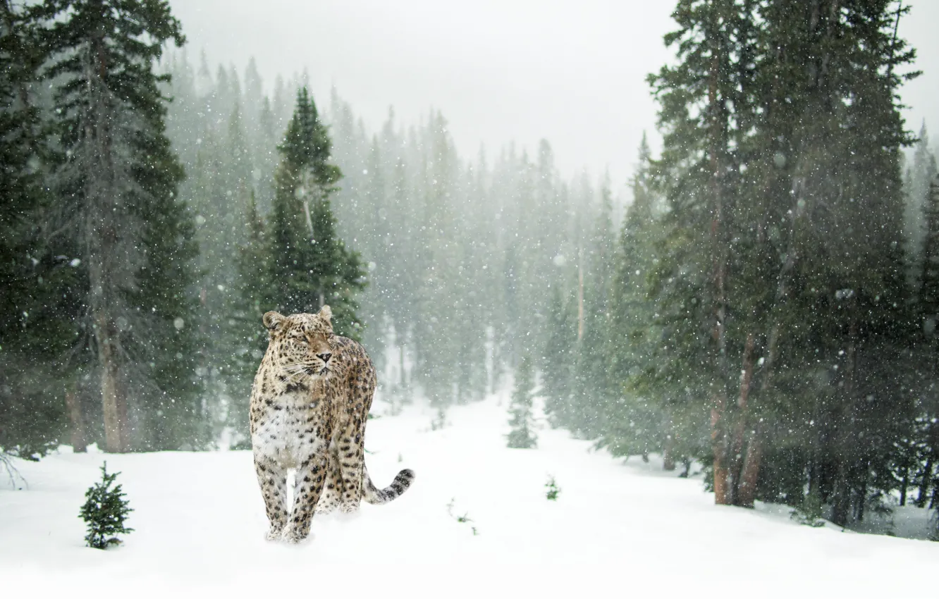 Фото обои зима, лес, снег, деревья, снежинки, поляна, хищник, леопард