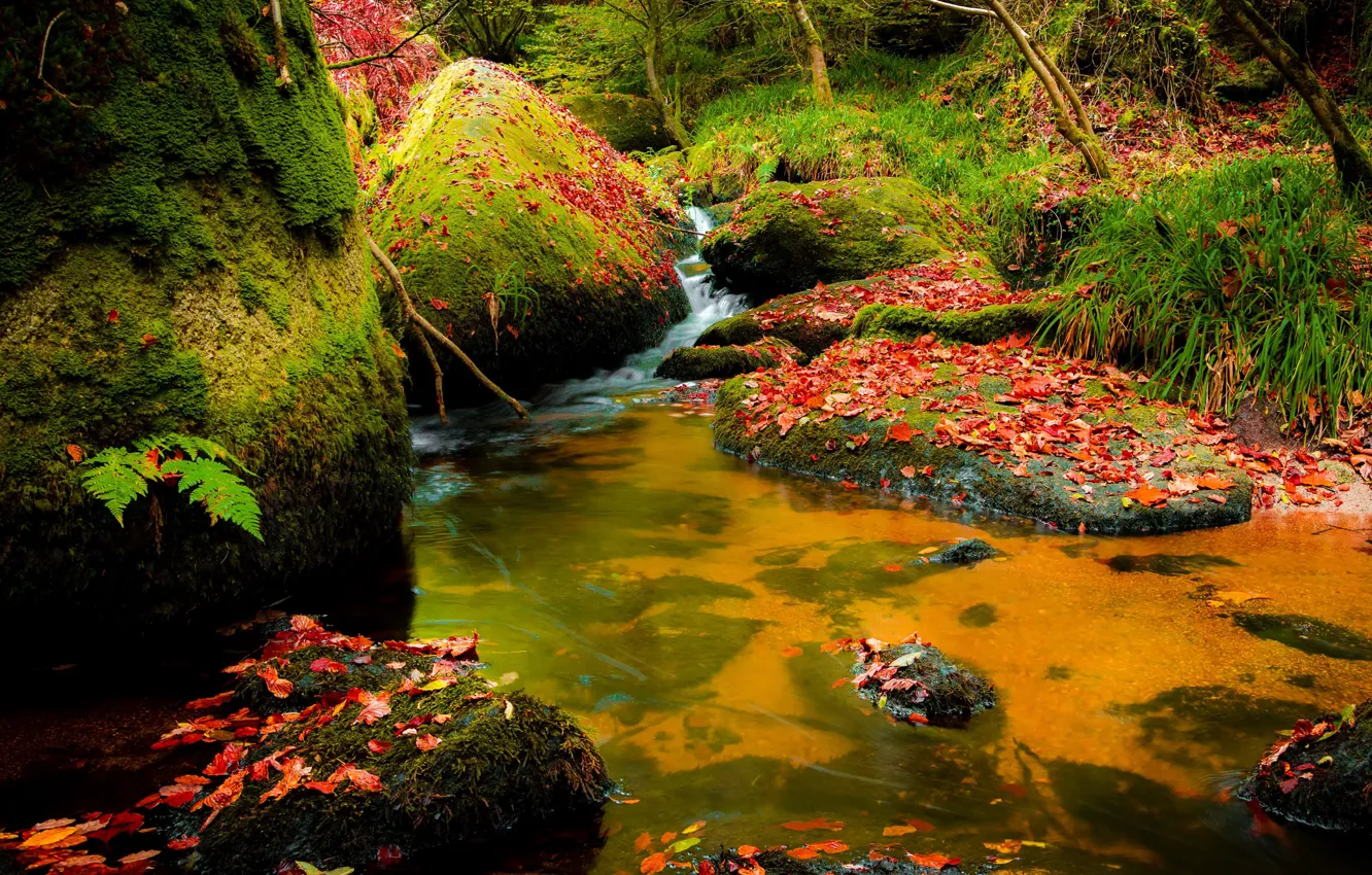 Фото обои осень, лес, листья, ручей, камни, мох