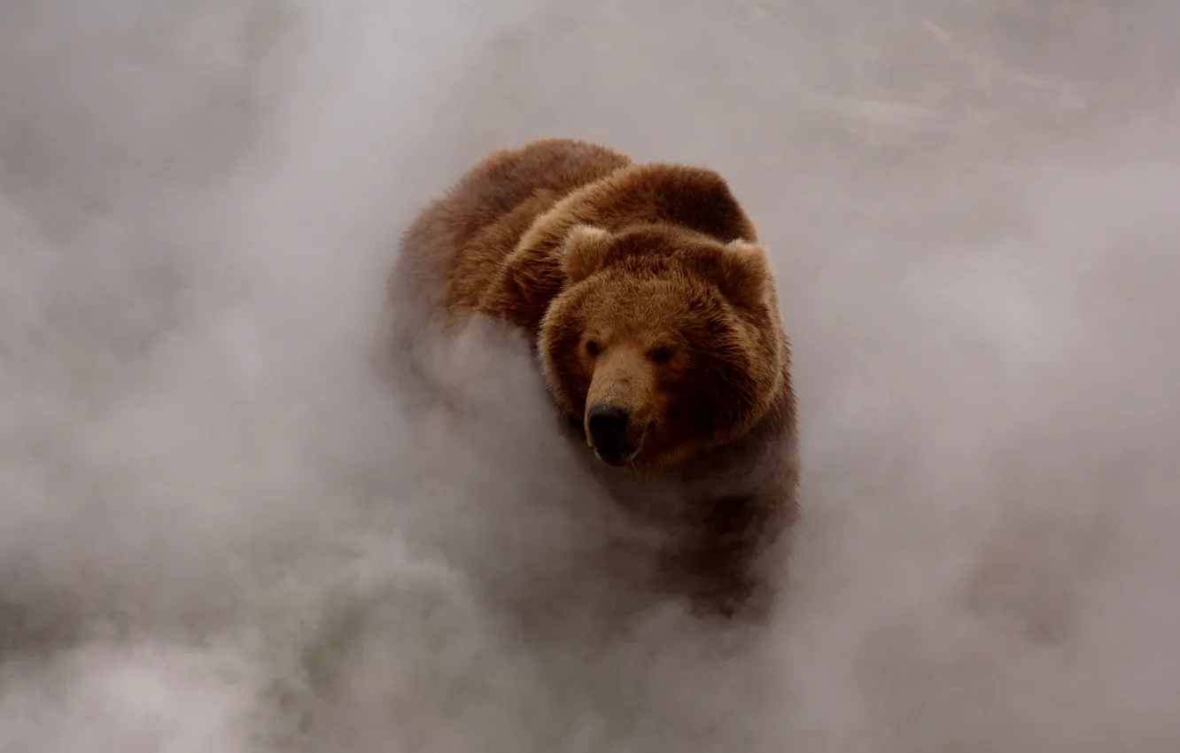 Фото обои туман, дым, медведь, бурый
