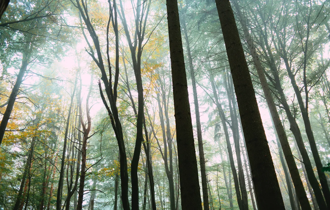 Фото обои лес, свет, деревья, природа, Германия, Marloffstein, Atzelsberg
