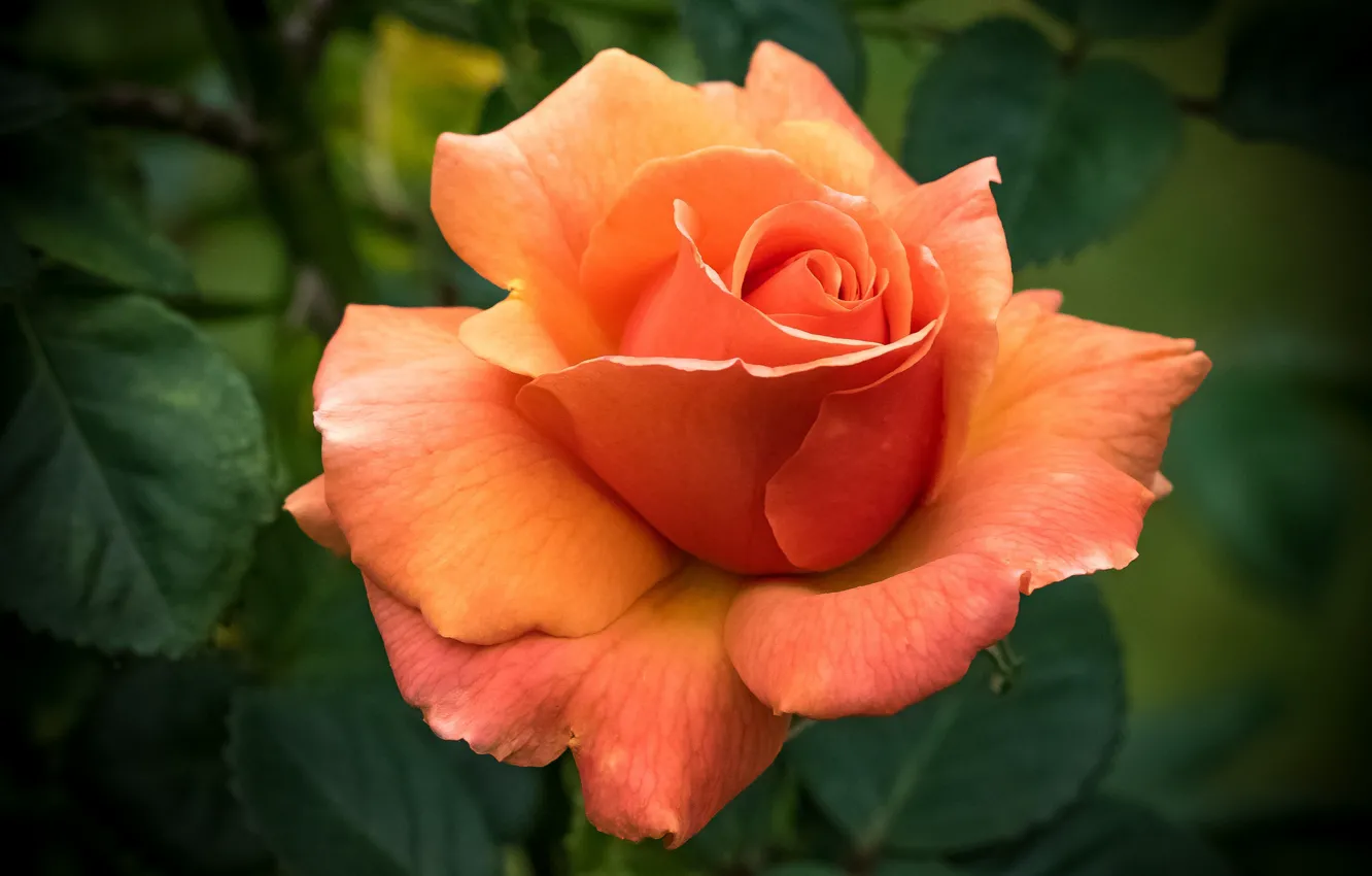 Фото обои макро, оранжевый, роза