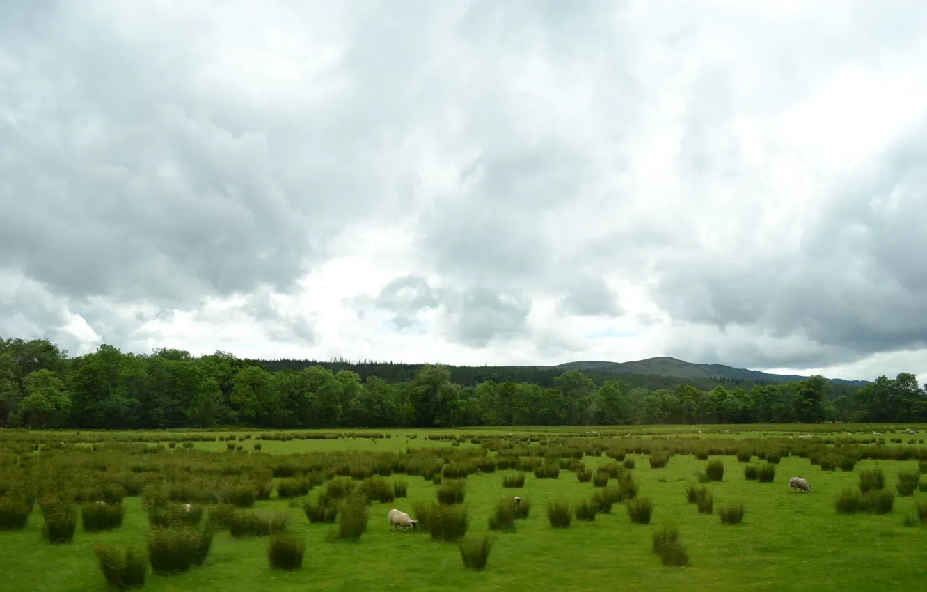 Фото обои зелень, овцы, Шотландия, пастбище