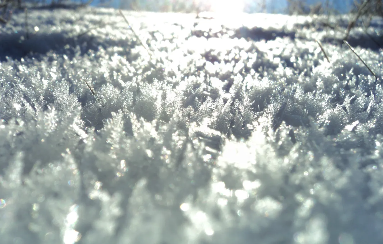 Фото обои зима, иней, Снег, кристаллы инея