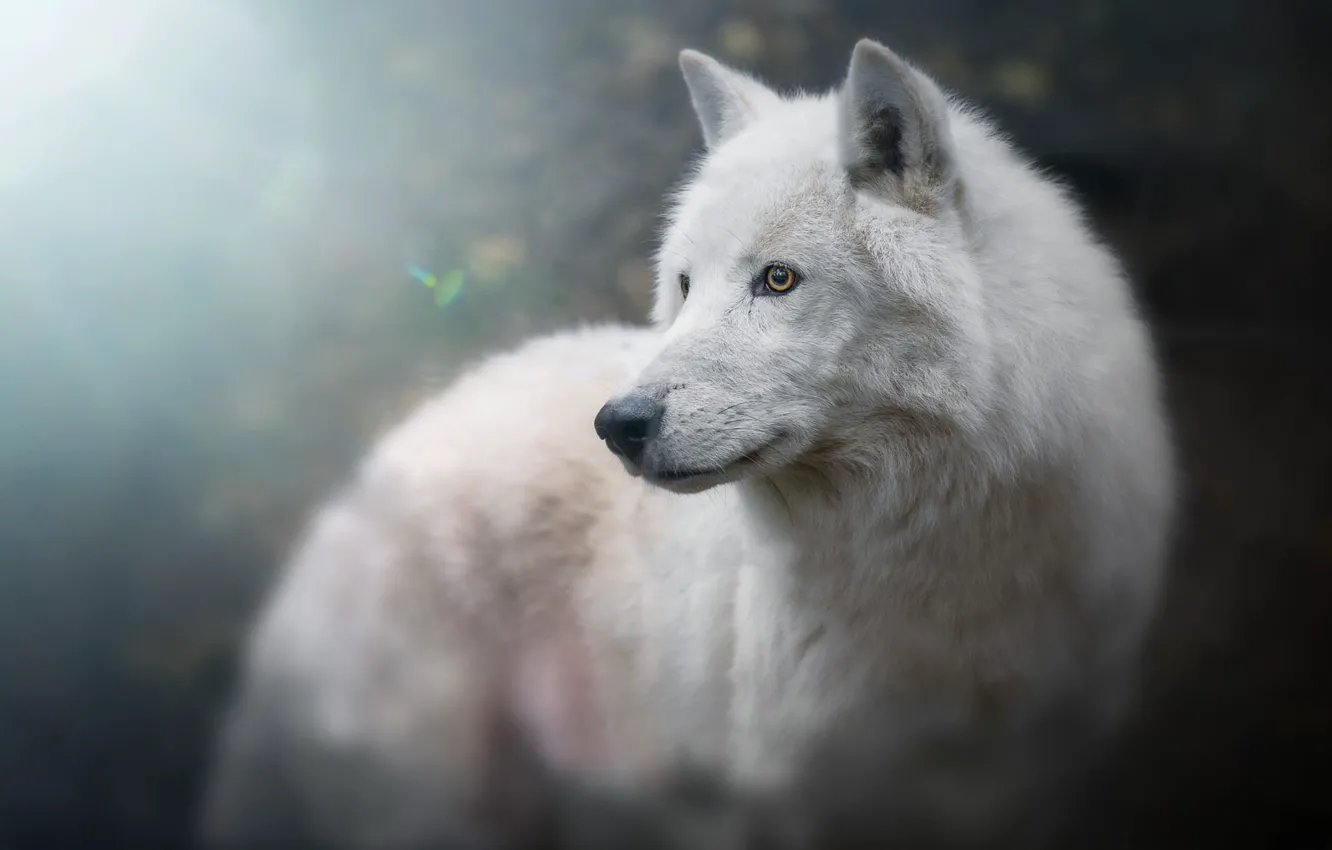 Фото обои белый, взгляд, морда, свет, фон, голубой, волк, портрет