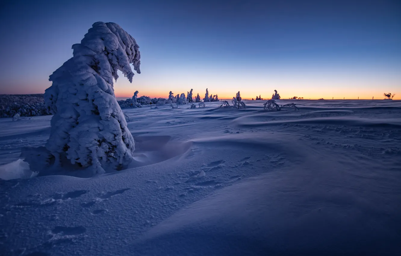 Фото обои зима, снег, деревья, рассвет, Франция, утро, сугробы, France