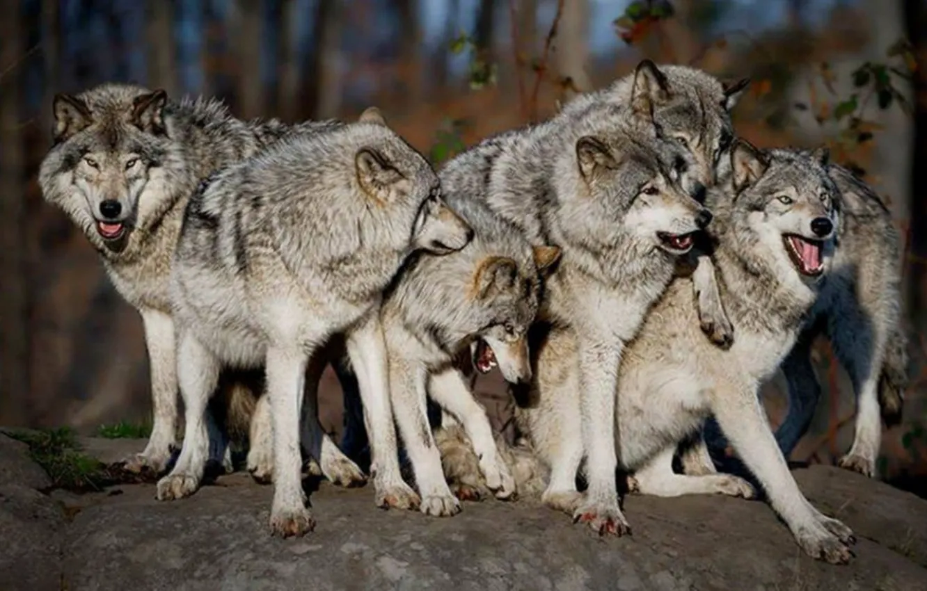 Фото обои nature, predator, animal, wolf, wildlife, portrait, wolf pack, portrait.