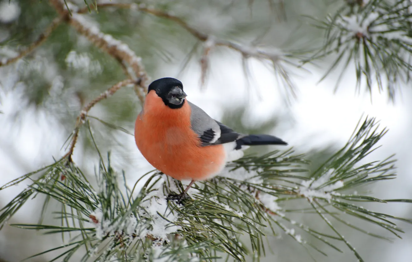 Фото обои зима, снегирь, ест семечки