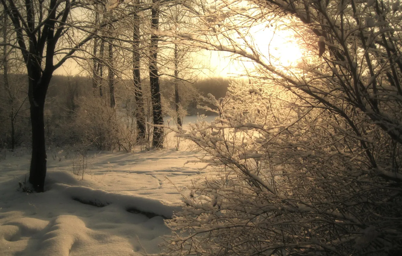 Фото обои зима, лес, пейзаж, природа