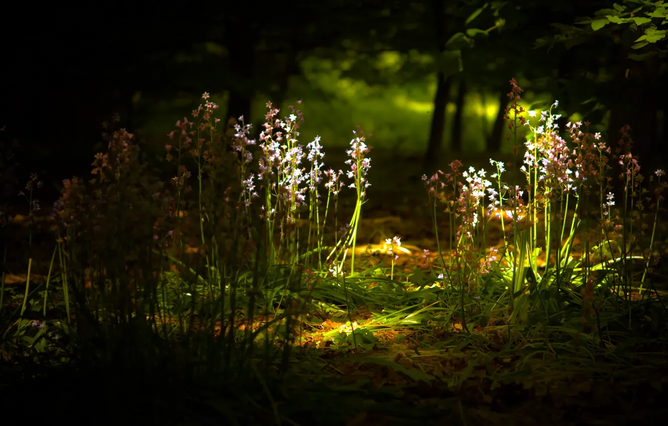 Фото обои свет, цветы, природа
