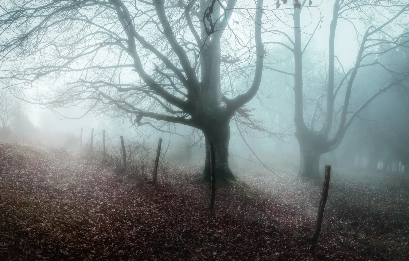 Фото обои зима, туман, дерево
