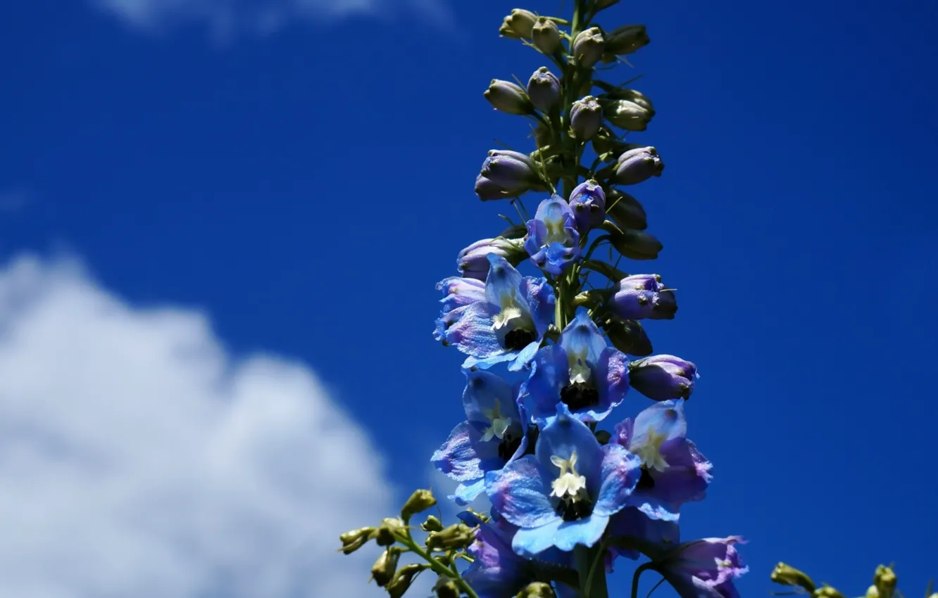 Фото обои flower, sky, blue, blooming