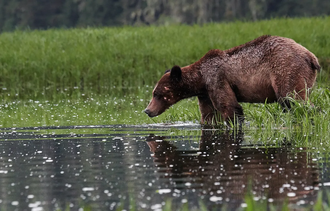 Фото обои трава, отражение, берег, медведь, мишка, профиль, водоем