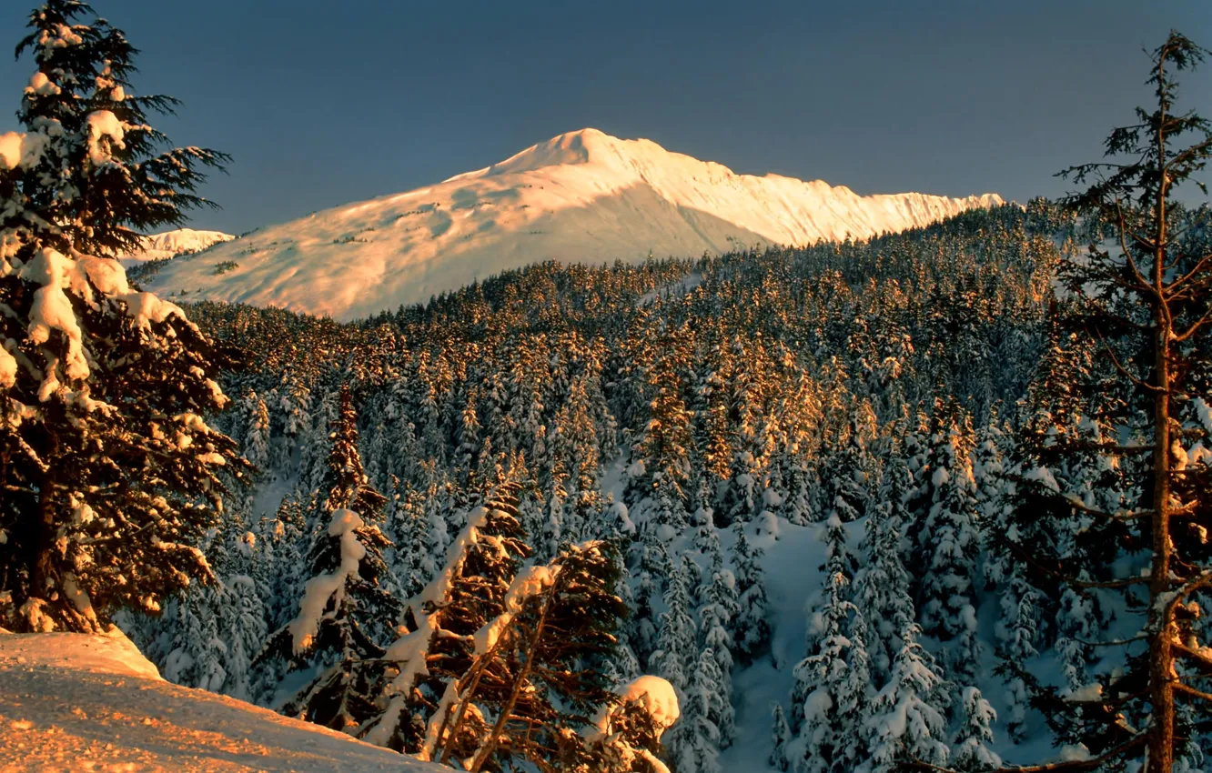 Фото обои зима, лес, снег, деревья, пейзаж, горы, парк