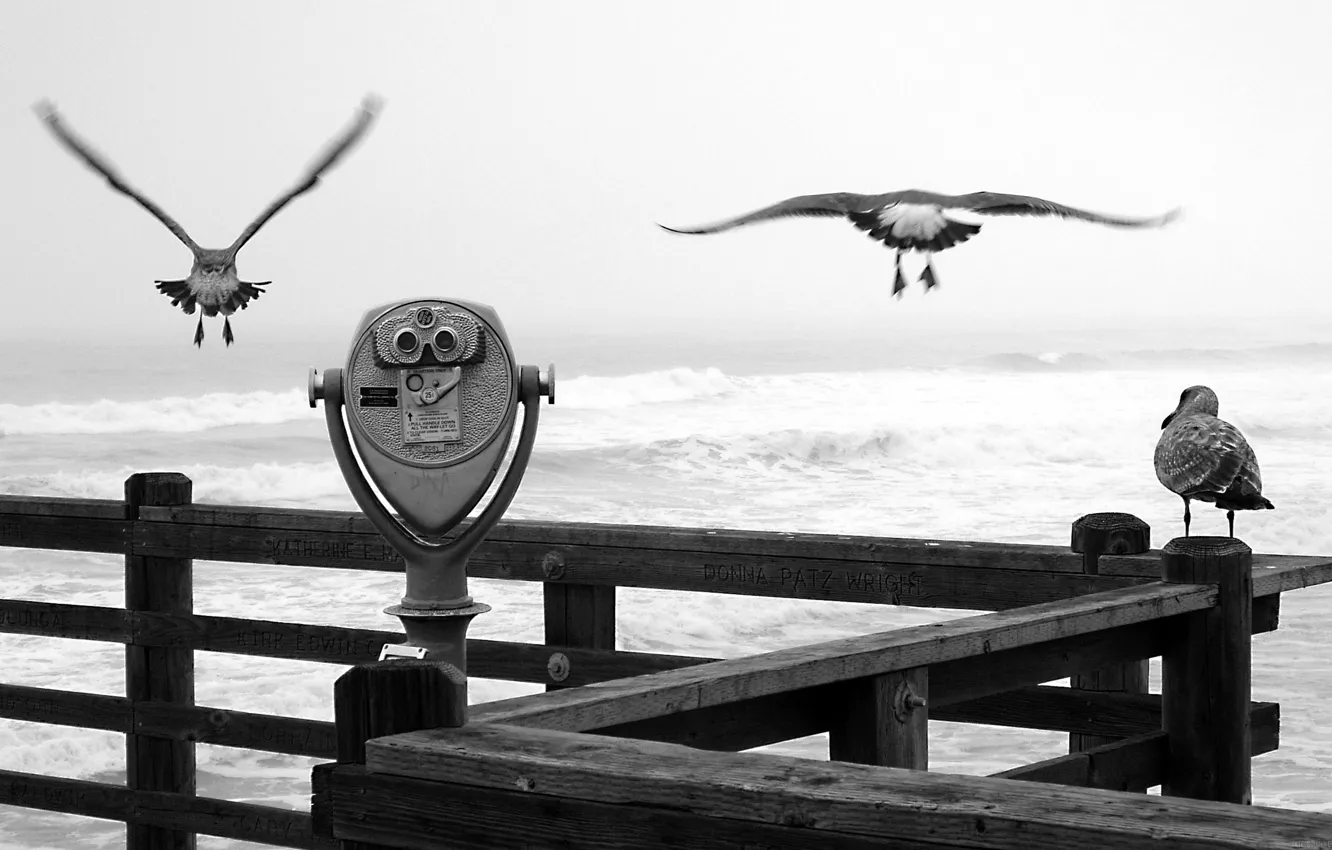 Фото обои чайки, черно-белая, Причал, бинокль