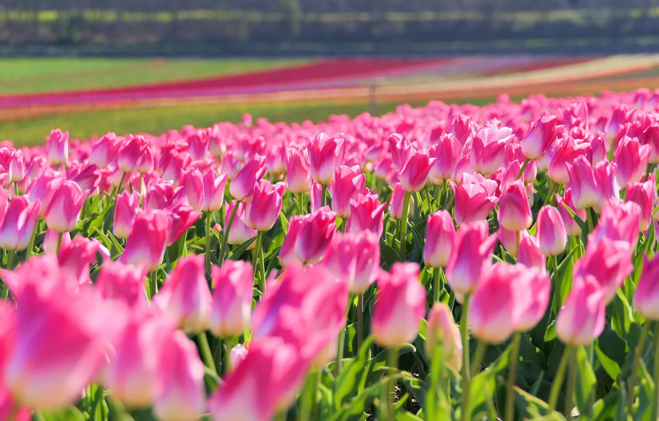 Фото обои поле, свет, цветы, полосы, поляна, яркие, весна, тюльпаны