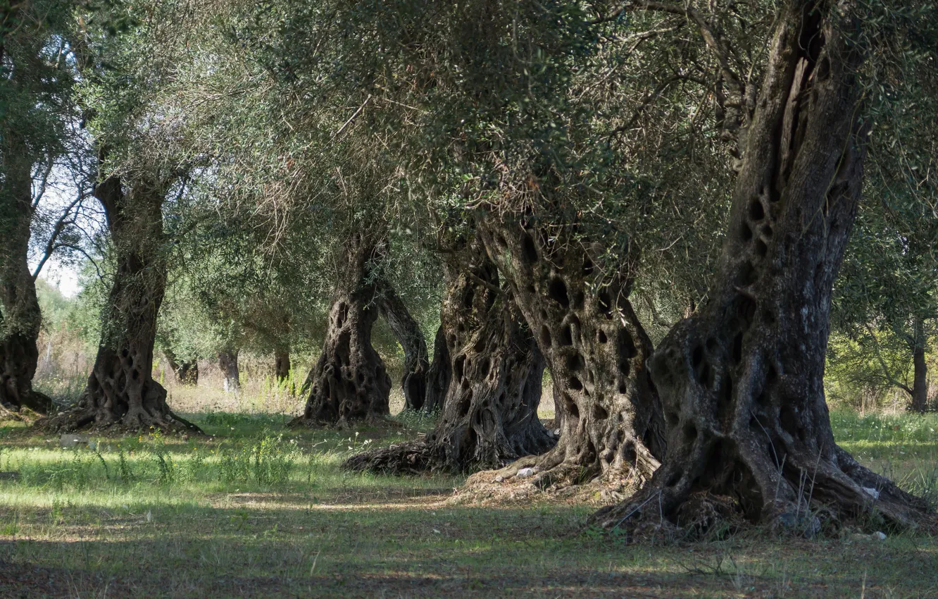 Фото обои деревья, злые, оливковые