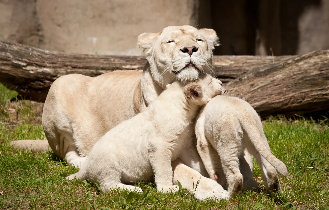 Фото обои кошки, семья, львица, белые львы, львёнок, детёныши