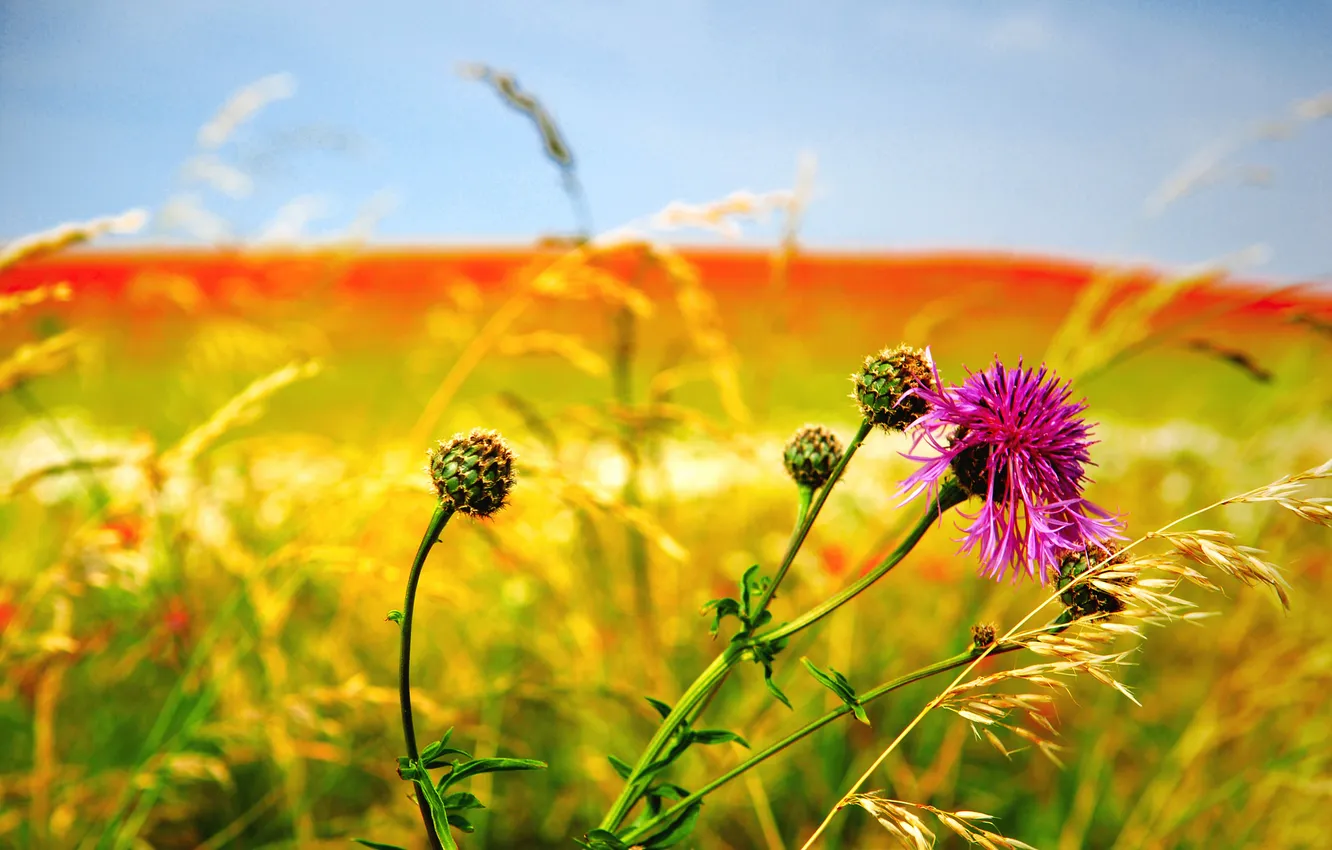 Фото обои поле, цветок, небо, луг, сорняк