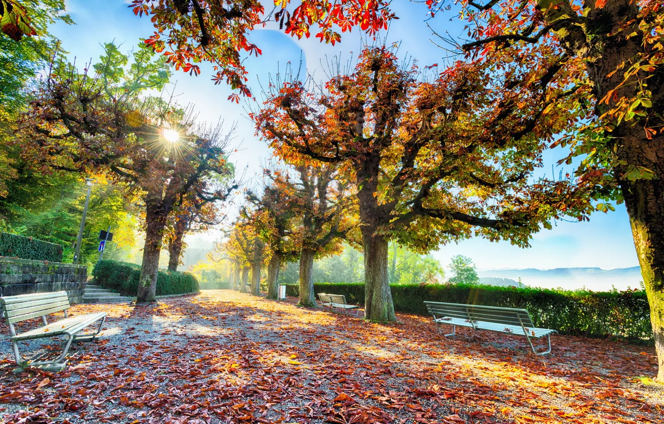 Фото обои осень, листья, деревья, улица