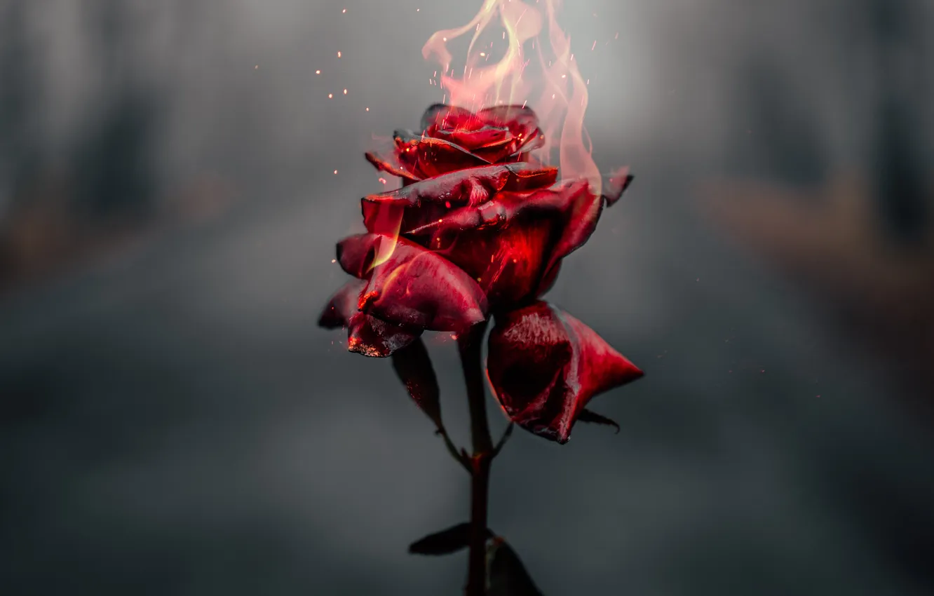 Фото обои цветок, пламя, роза, flame, rose, flower, боке, bokeh